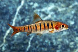 Striped Barb