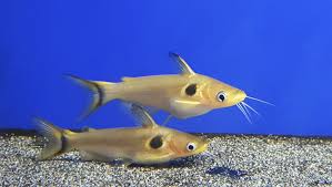 Sun Catfish