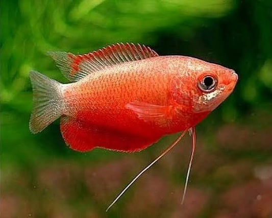Sunset Gourami
