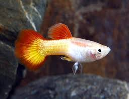 Sunset Guppy