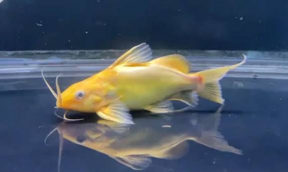 Catfish Nigrita