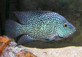 Blue Texas Cichlid(XL)
