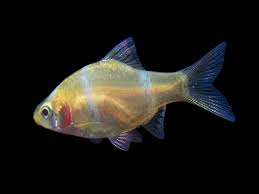 Albino Tiger Barb