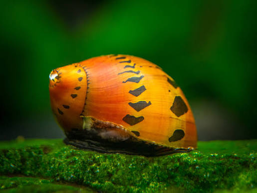 Nerite Tiger