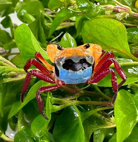 Borneo Tricolor Crab