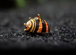 Tri-Color Nerite Snail