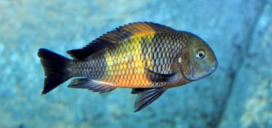 Tropheus