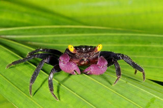 Vampire Crab