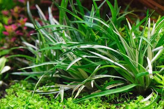 Vietnam Grass