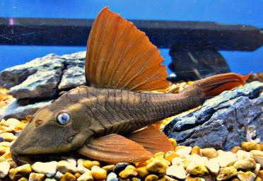 Violet Bruno Pleco