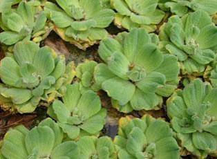 Water Lettuce