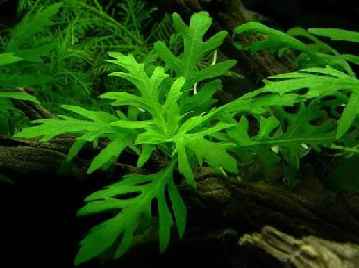 Hygro Difformis(wisteria)