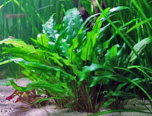Crypt Wendtii Green