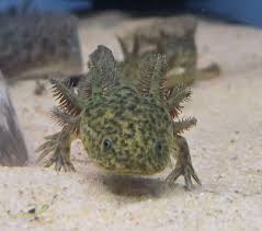 Wild Type Axolotl