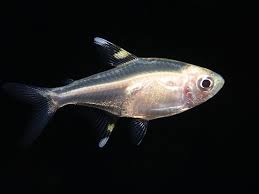 XRay Tetra