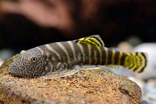 Loach Hillstream Yellowfin