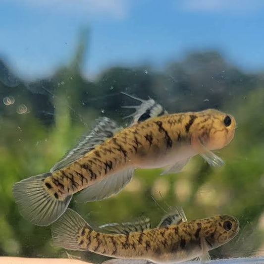 Yellow Stripe Goby