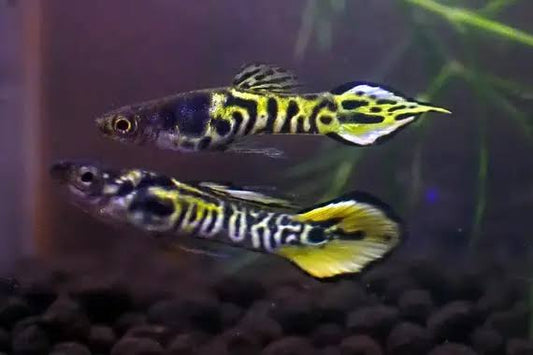 Endler Yellow Tiger M