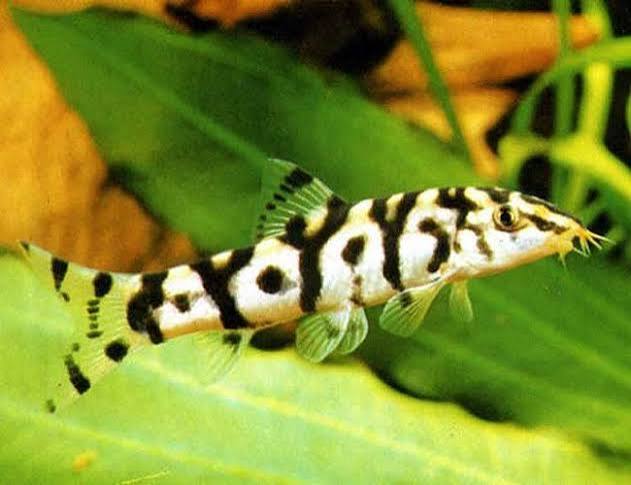 Loach Yoyo
